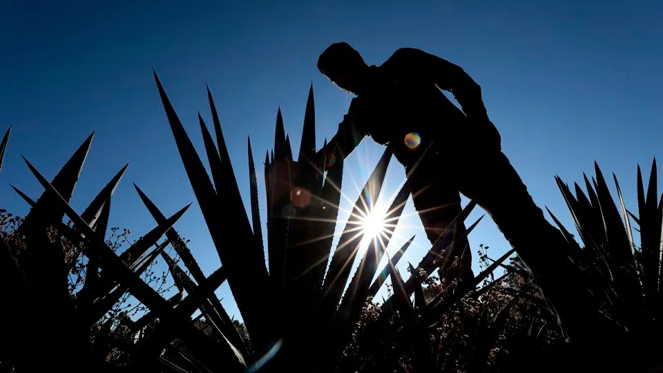 After years of flying high, celebrity tequila braces for impact